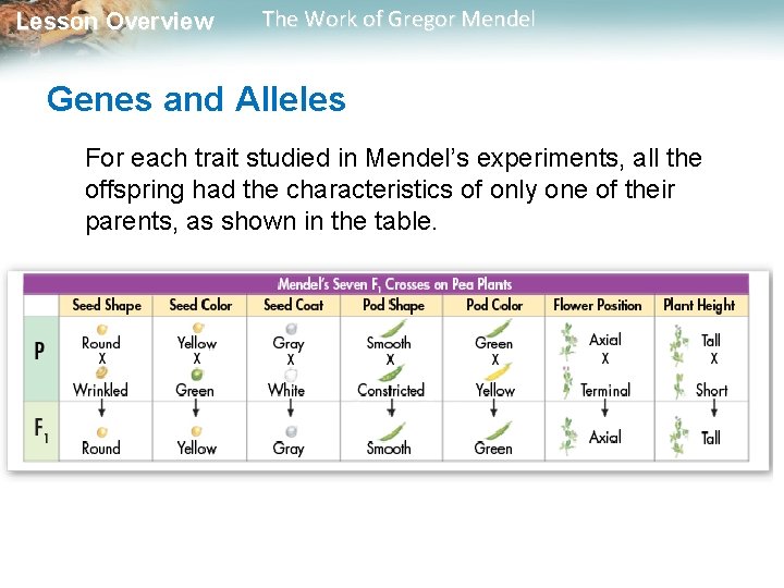 Lesson Overview The Work of Gregor Mendel Genes and Alleles For each trait studied Lesson Overview The Work of Gregor Mendel Genes and Alleles For each trait studied