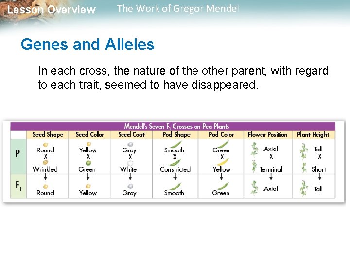 Lesson Overview The Work of Gregor Mendel Genes and Alleles In each cross, the Lesson Overview The Work of Gregor Mendel Genes and Alleles In each cross, the