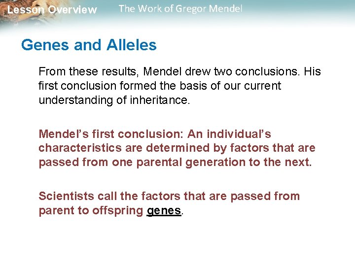 Lesson Overview The Work of Gregor Mendel Genes and Alleles From these results, Mendel Lesson Overview The Work of Gregor Mendel Genes and Alleles From these results, Mendel
