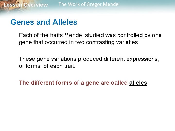 Lesson Overview The Work of Gregor Mendel Genes and Alleles Each of the traits Lesson Overview The Work of Gregor Mendel Genes and Alleles Each of the traits