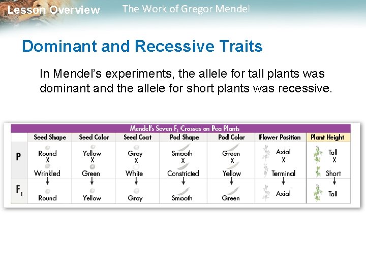 Lesson Overview The Work of Gregor Mendel Dominant and Recessive Traits In Mendel’s experiments, Lesson Overview The Work of Gregor Mendel Dominant and Recessive Traits In Mendel’s experiments,