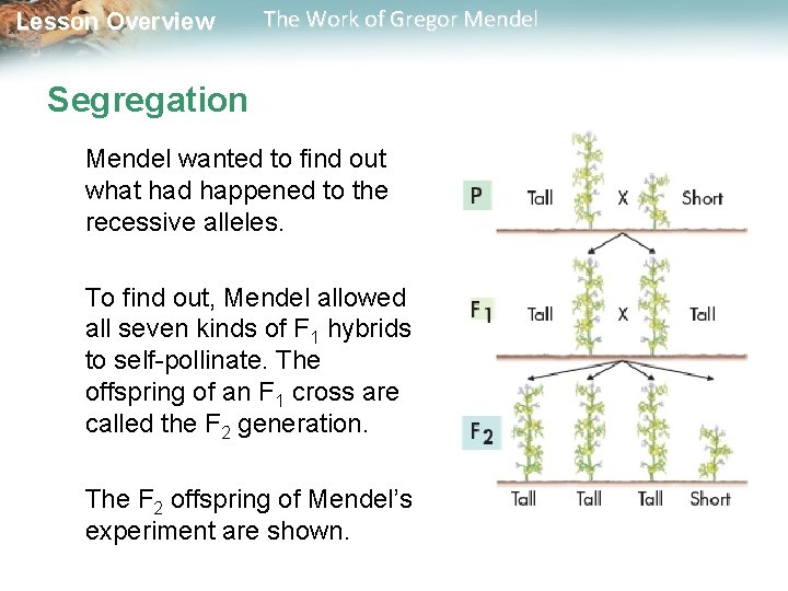 Lesson Overview The Work of Gregor Mendel Segregation Mendel wanted to find out what Lesson Overview The Work of Gregor Mendel Segregation Mendel wanted to find out what