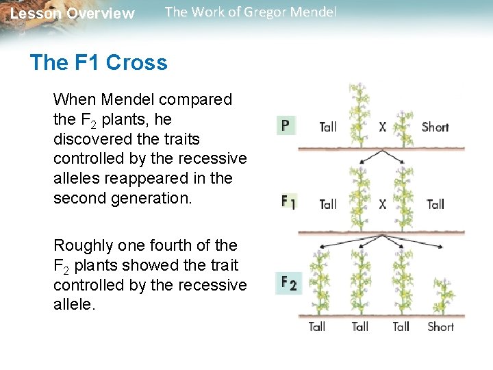 Lesson Overview The Work of Gregor Mendel The F 1 Cross When Mendel compared Lesson Overview The Work of Gregor Mendel The F 1 Cross When Mendel compared