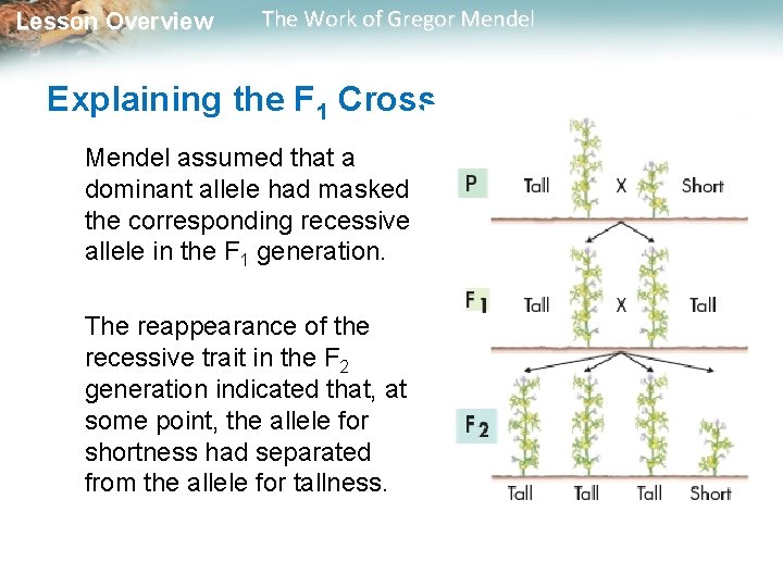 Lesson Overview The Work of Gregor Mendel Explaining the F 1 Cross Mendel assumed Lesson Overview The Work of Gregor Mendel Explaining the F 1 Cross Mendel assumed