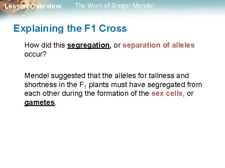 Lesson Overview The Work of Gregor Mendel Explaining the F 1 Cross How did Lesson Overview The Work of Gregor Mendel Explaining the F 1 Cross How did