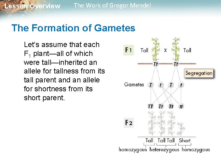 Lesson Overview The Work of Gregor Mendel The Formation of Gametes Let’s assume that Lesson Overview The Work of Gregor Mendel The Formation of Gametes Let’s assume that