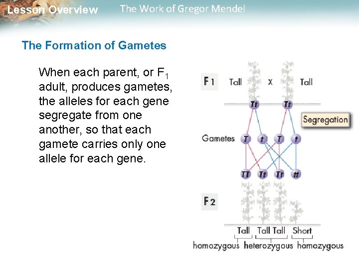 Lesson Overview The Work of Gregor Mendel The Formation of Gametes When each parent, Lesson Overview The Work of Gregor Mendel The Formation of Gametes When each parent,