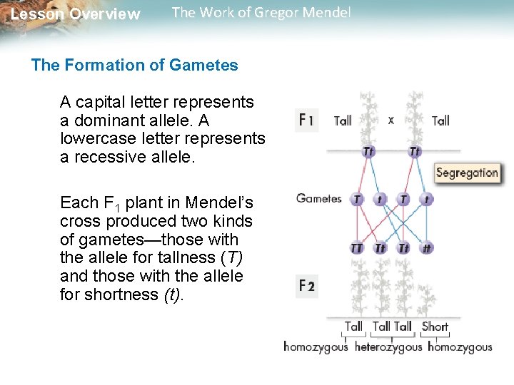 Lesson Overview The Work of Gregor Mendel The Formation of Gametes A capital letter Lesson Overview The Work of Gregor Mendel The Formation of Gametes A capital letter