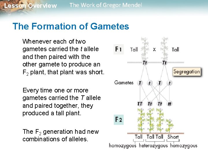 Lesson Overview The Work of Gregor Mendel The Formation of Gametes Whenever each of Lesson Overview The Work of Gregor Mendel The Formation of Gametes Whenever each of