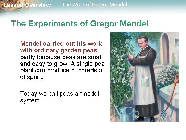 Lesson Overview The Work of Gregor Mendel The Experiments of Gregor Mendel carried out Lesson Overview The Work of Gregor Mendel The Experiments of Gregor Mendel carried out