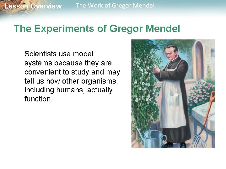Lesson Overview The Work of Gregor Mendel The Experiments of Gregor Mendel Scientists use Lesson Overview The Work of Gregor Mendel The Experiments of Gregor Mendel Scientists use