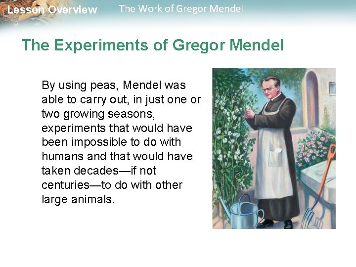 Lesson Overview The Work of Gregor Mendel The Experiments of Gregor Mendel By using Lesson Overview The Work of Gregor Mendel The Experiments of Gregor Mendel By using