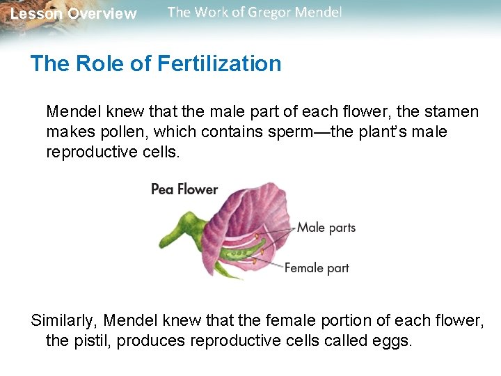 Lesson Overview The Work of Gregor Mendel The Role of Fertilization Mendel knew that Lesson Overview The Work of Gregor Mendel The Role of Fertilization Mendel knew that