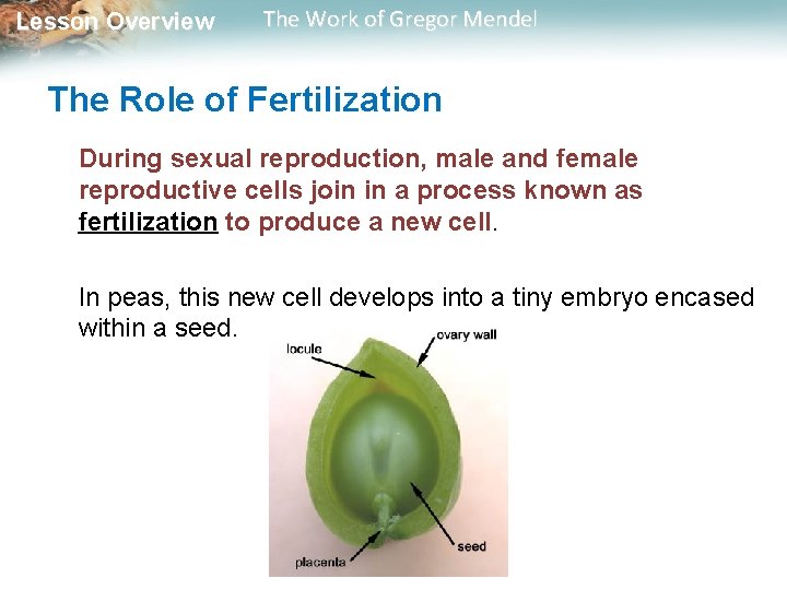 Lesson Overview The Work of Gregor Mendel The Role of Fertilization During sexual reproduction, Lesson Overview The Work of Gregor Mendel The Role of Fertilization During sexual reproduction,