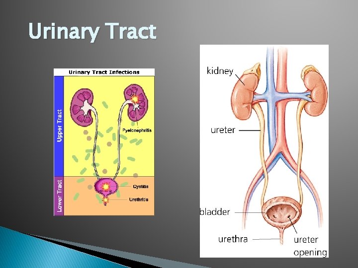 Urinary Tract 