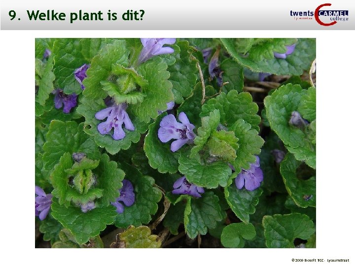 9. Welke plant is dit? © 2009 Biosoft TCC - Lyceumstraat 