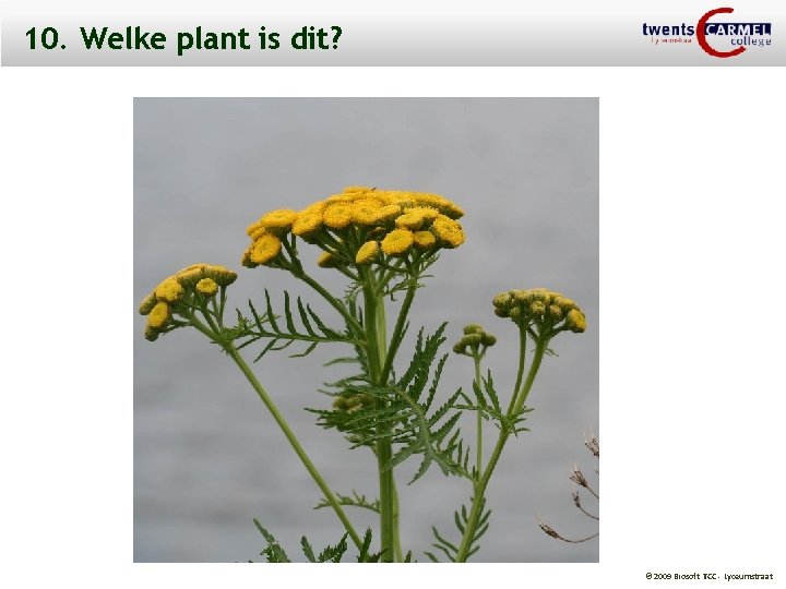 10. Welke plant is dit? © 2009 Biosoft TCC - Lyceumstraat 