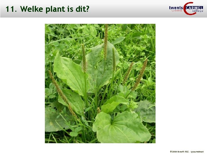 11. Welke plant is dit? © 2009 Biosoft TCC - Lyceumstraat 