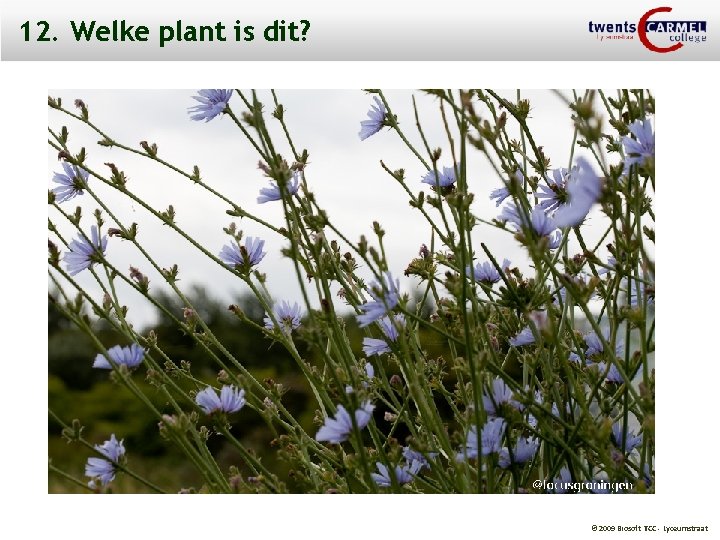 12. Welke plant is dit? © 2009 Biosoft TCC - Lyceumstraat 