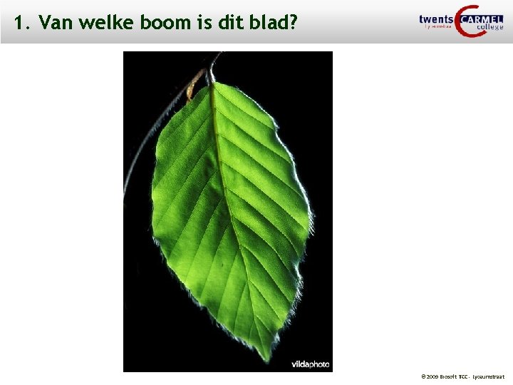 1. Van welke boom is dit blad? © 2009 Biosoft TCC - Lyceumstraat 