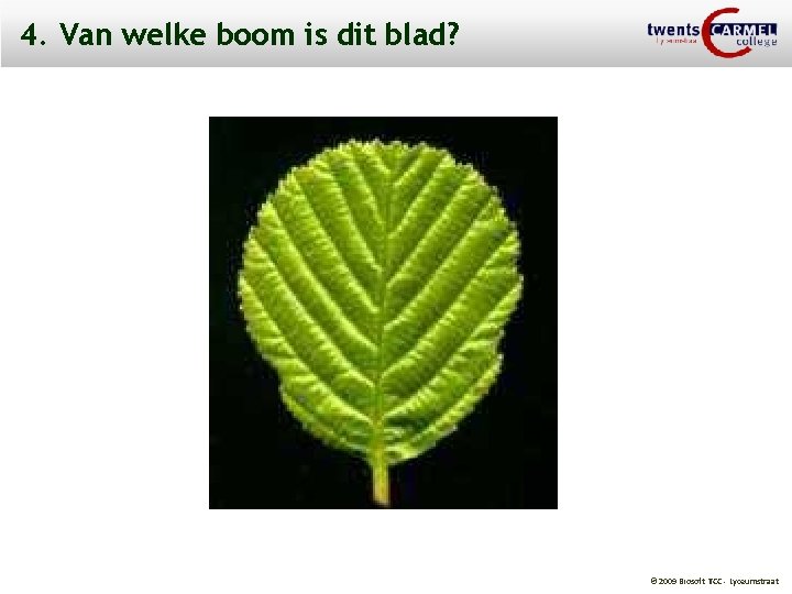 4. Van welke boom is dit blad? © 2009 Biosoft TCC - Lyceumstraat 