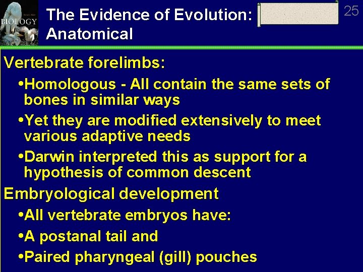 The Evidence of Evolution: Anatomical Vertebrate forelimbs: Homologous - All contain the same sets