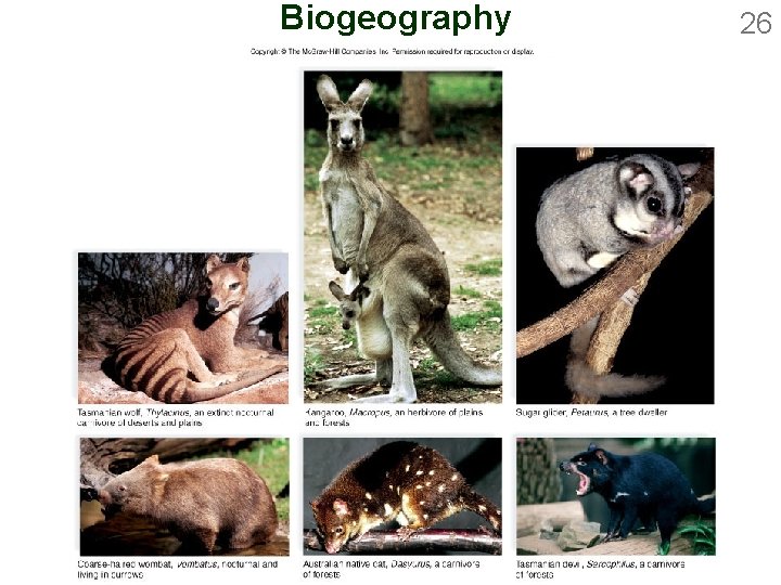 Biogeography 26 
