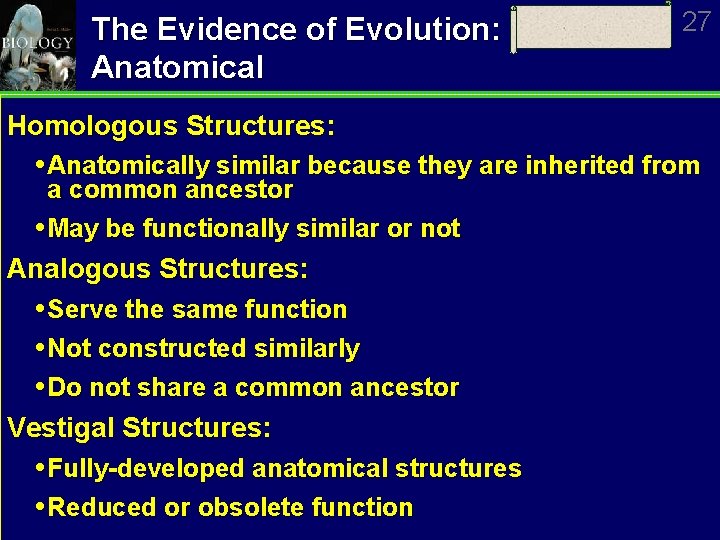 The Evidence of Evolution: Anatomical 27 Homologous Structures: Anatomically similar because they are inherited