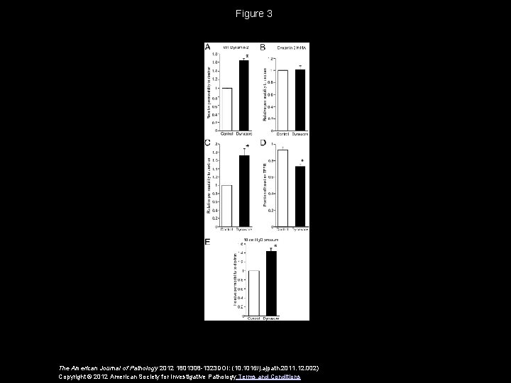 Figure 3 The American Journal of Pathology 2012 1801308 -1323 DOI: (10. 1016/j. ajpath.