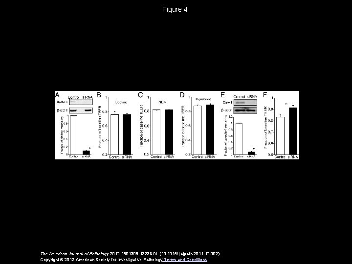 Figure 4 The American Journal of Pathology 2012 1801308 -1323 DOI: (10. 1016/j. ajpath.