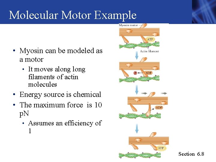 Molecular Motor Example • Myosin can be modeled as a motor • It moves Molecular Motor Example • Myosin can be modeled as a motor • It moves