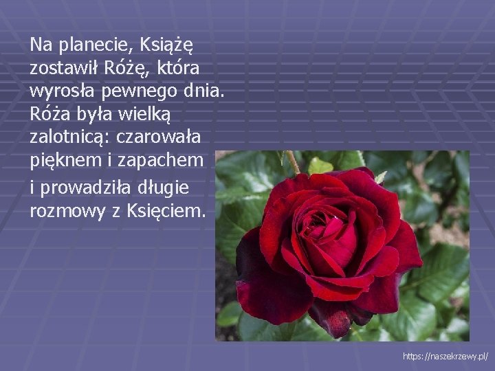 Na planecie, Książę zostawił Różę, która wyrosła pewnego dnia. Róża była wielką zalotnicą: czarowała Na planecie, Książę zostawił Różę, która wyrosła pewnego dnia. Róża była wielką zalotnicą: czarowała