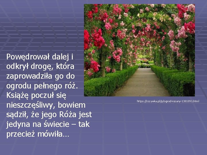 Powędrował dalej i odkrył drogę, która zaprowadziła go do ogrodu pełnego róż. Książę poczuł Powędrował dalej i odkrył drogę, która zaprowadziła go do ogrodu pełnego róż. Książę poczuł