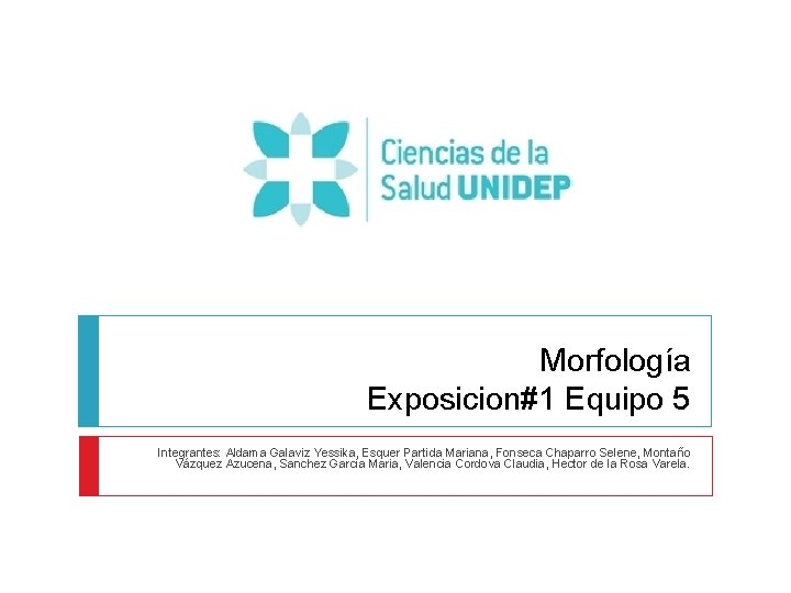 Morfología Exposicion#1 Equipo 5 Integrantes: Aldama Galaviz Yessika, Esquer Partida Mariana, Fonseca Chaparro Selene,