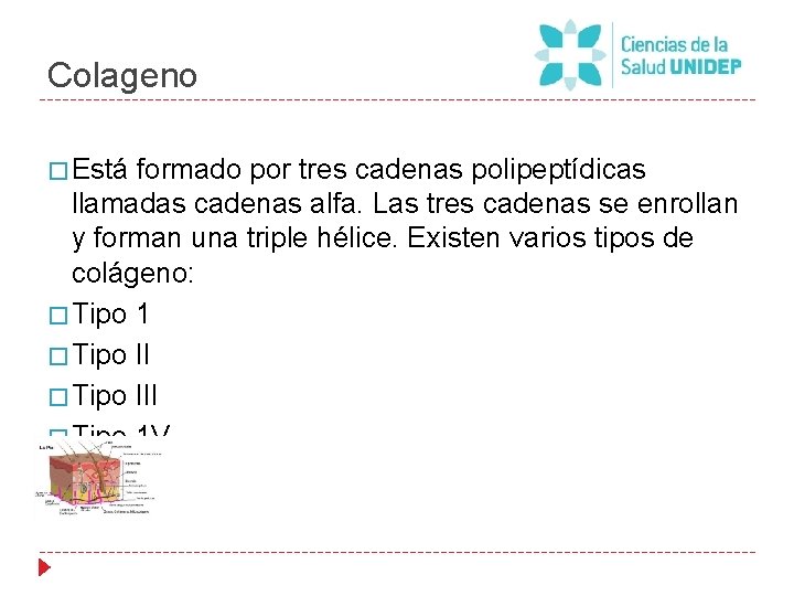 Colageno � Está formado por tres cadenas polipeptídicas llamadas cadenas alfa. Las tres cadenas