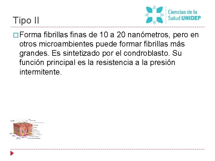 Tipo II � Forma fibrillas finas de 10 a 20 nanómetros, pero en otros