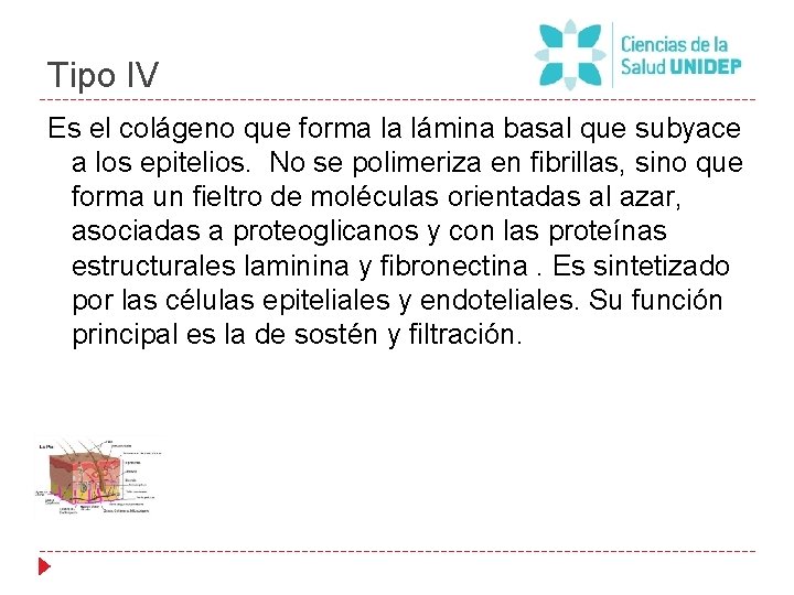 Tipo IV Es el colágeno que forma la lámina basal que subyace a los