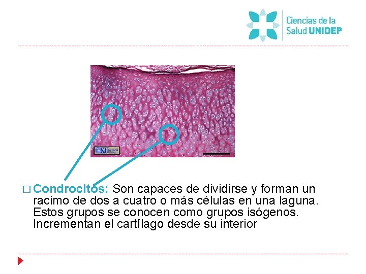 � Condrocitos: Son capaces de dividirse y forman un racimo de dos a cuatro