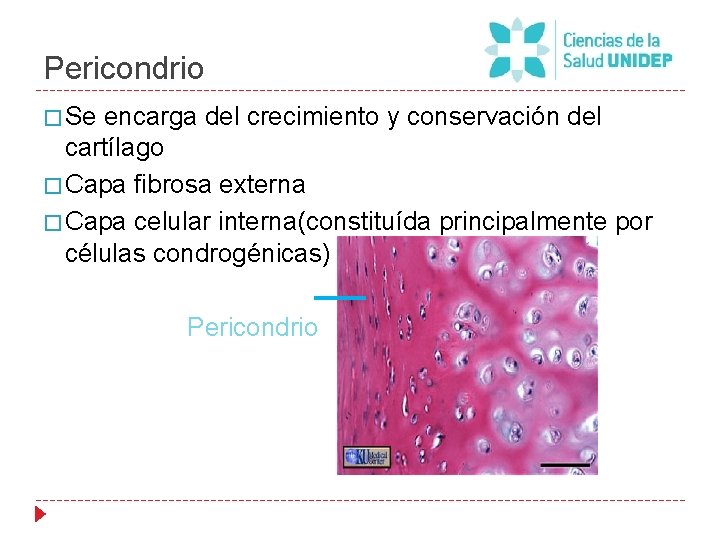 Pericondrio � Se encarga del crecimiento y conservación del cartílago � Capa fibrosa externa