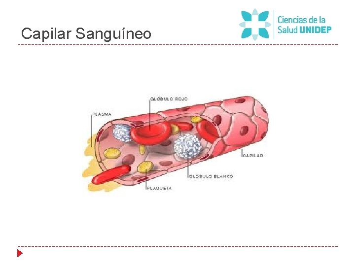 Capilar Sanguíneo 