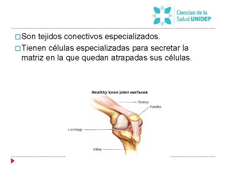 � Son tejidos conectivos especializados. � Tienen células especializadas para secretar la matriz en