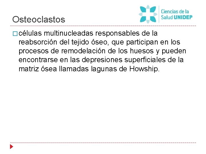 Osteoclastos � células multinucleadas responsables de la reabsorción del tejido óseo, que participan en