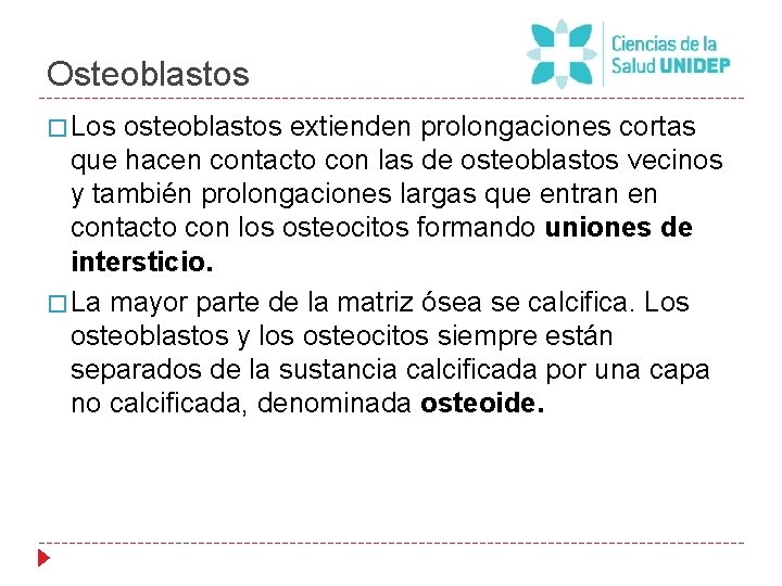 Osteoblastos � Los osteoblastos extienden prolongaciones cortas que hacen contacto con las de osteoblastos