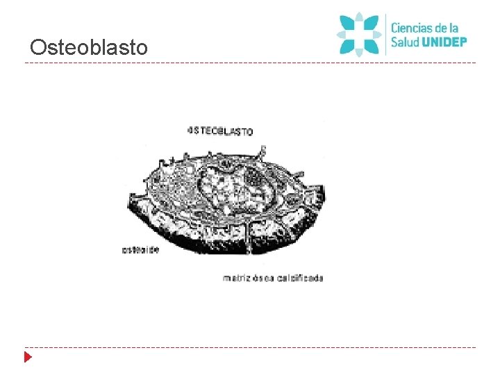 Osteoblasto 