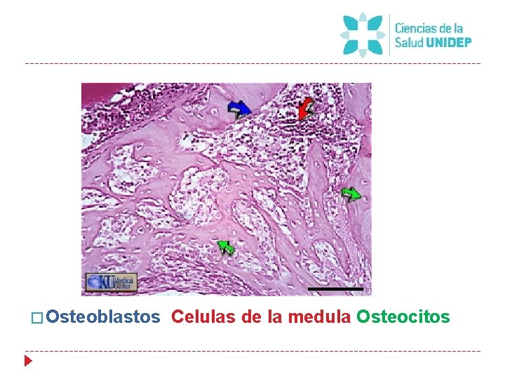 � Osteoblastos Celulas de la medula Osteocitos 