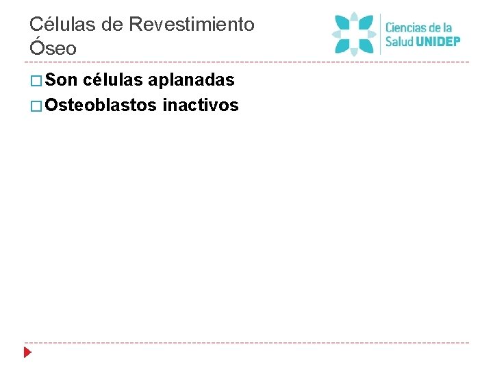 Células de Revestimiento Óseo � Son células aplanadas � Osteoblastos inactivos 