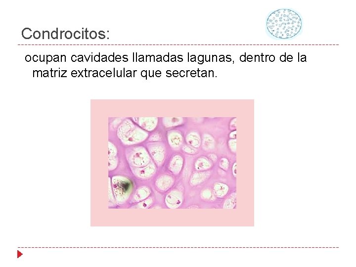 Condrocitos: ocupan cavidades llamadas lagunas, dentro de la matriz extracelular que secretan. 