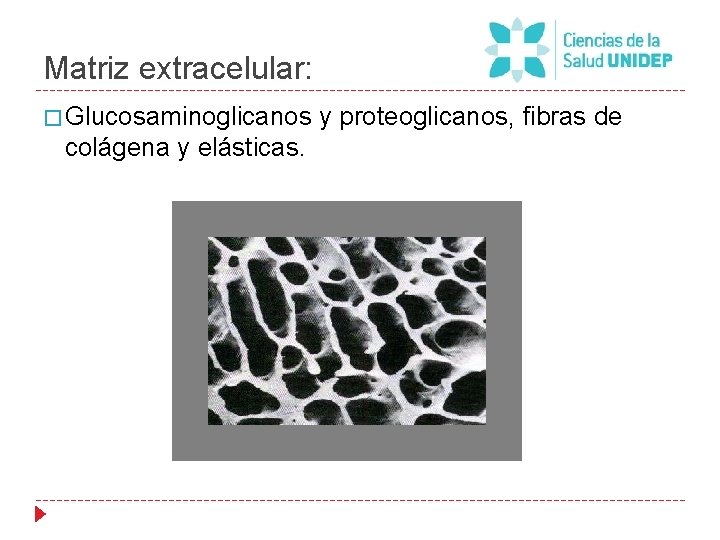 Matriz extracelular: � Glucosaminoglicanos y proteoglicanos, fibras de colágena y elásticas. 