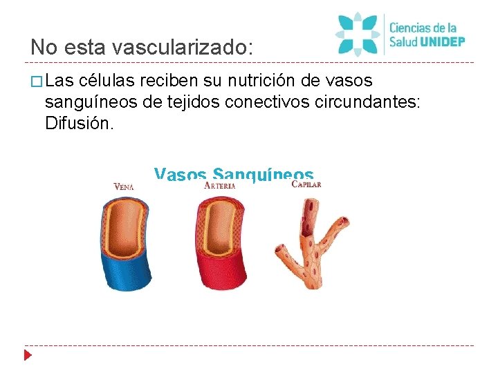 No esta vascularizado: � Las células reciben su nutrición de vasos sanguíneos de tejidos