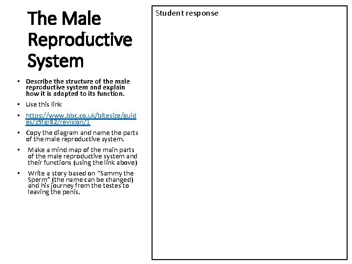 The Male Reproductive System • Describe the structure of the male reproductive system and